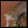 taxidermy-african-carnivores-lions-tigers-cheetas-ocelots-hyenas-113