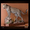 taxidermy-african-carnivores-lions-tigers-cheetas-ocelots-hyenas-115