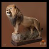 taxidermy-african-carnivores-lions-tigers-cheetas-ocelots-hyenas-119