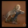 taxidermy-african-carnivores-lions-tigers-cheetas-ocelots-hyenas-120