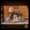 taxidermy-african-carnivores-lions-tigers-cheetas-ocelots-hyenas-123