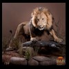 taxidermy-african-carnivores-lions-tigers-cheetas-ocelots-hyenas-126