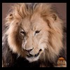 taxidermy-african-carnivores-lions-tigers-cheetas-ocelots-hyenas-127