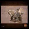 taxidermy-african-carnivores-lions-tigers-cheetas-ocelots-hyenas-127b