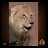taxidermy-african-carnivores-lions-tigers-cheetas-ocelots-hyenas-129