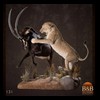 taxidermy-african-carnivores-lions-tigers-cheetas-ocelots-hyenas-131