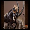taxidermy-african-carnivores-lions-tigers-cheetas-ocelots-hyenas-134