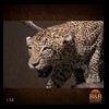 taxidermy-african-carnivores-lions-tigers-cheetas-ocelots-hyenas-136
