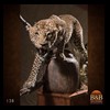 taxidermy-african-carnivores-lions-tigers-cheetas-ocelots-hyenas-138