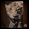 taxidermy-african-carnivores-lions-tigers-cheetas-ocelots-hyenas-139