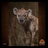 taxidermy-african-carnivores-lions-tigers-cheetas-ocelots-hyenas-142