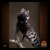 taxidermy-african-carnivores-lions-tigers-cheetas-ocelots-hyenas-144
