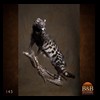 taxidermy-african-carnivores-lions-tigers-cheetas-ocelots-hyenas-145