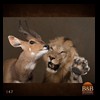 taxidermy-african-carnivores-lions-tigers-cheetas-ocelots-hyenas-147