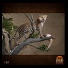 taxidermy-african-carnivores-lions-tigers-cheetas-ocelots-hyenas-151