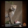 taxidermy-african-carnivores-lions-tigers-cheetas-ocelots-hyenas-152
