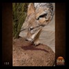 taxidermy-african-carnivores-lions-tigers-cheetas-ocelots-hyenas-153