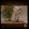 taxidermy-african-carnivores-lions-tigers-cheetas-ocelots-hyenas-154
