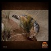 taxidermy-african-carnivores-lions-tigers-cheetas-ocelots-hyenas-155