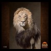 taxidermy-african-carnivores-lions-tigers-cheetas-ocelots-hyenas-158