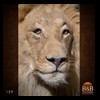 taxidermy-african-carnivores-lions-tigers-cheetas-ocelots-hyenas-159