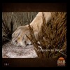taxidermy-african-carnivores-lions-tigers-cheetas-ocelots-hyenas-161