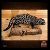 taxidermy-african-carnivores-lions-tigers-cheetas-ocelots-hyenas-162