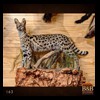 taxidermy-african-carnivores-lions-tigers-cheetas-ocelots-hyenas-163