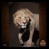 taxidermy-african-carnivores-lions-tigers-cheetas-ocelots-hyenas-165