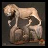 taxidermy-african-carnivores-lions-tigers-cheetas-ocelots-hyenas-166