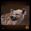 taxidermy-african-carnivores-lions-tigers-cheetas-ocelots-hyenas-167