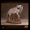 taxidermy-african-carnivores-lions-tigers-cheetas-ocelots-hyenas-168