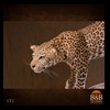 taxidermy-african-carnivores-lions-tigers-cheetas-ocelots-hyenas-171