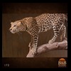 taxidermy-african-carnivores-lions-tigers-cheetas-ocelots-hyenas-172