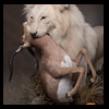 taxidermy-african-carnivores-lions-tigers-cheetas-ocelots-hyenas-173