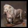 taxidermy-african-carnivores-lions-tigers-cheetas-ocelots-hyenas-174