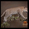 taxidermy-african-carnivores-lions-tigers-cheetas-ocelots-hyenas-176