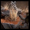 taxidermy-african-carnivores-lions-tigers-cheetas-ocelots-hyenas-180