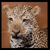taxidermy-african-carnivores-lions-tigers-cheetas-ocelots-hyenas-181