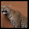 taxidermy-african-carnivores-lions-tigers-cheetas-ocelots-hyenas-182
