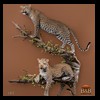 taxidermy-african-carnivores-lions-tigers-cheetas-ocelots-hyenas-183