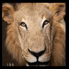 taxidermy-african-carnivores-lions-tigers-cheetas-ocelots-hyenas-184