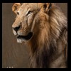 taxidermy-african-carnivores-lions-tigers-cheetas-ocelots-hyenas-185