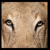 taxidermy-african-carnivores-lions-tigers-cheetas-ocelots-hyenas-187