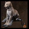 taxidermy-african-carnivores-lions-tigers-cheetas-ocelots-hyenas-188