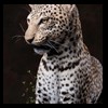 taxidermy-african-carnivores-lions-tigers-cheetas-ocelots-hyenas-189