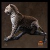 taxidermy-african-carnivores-lions-tigers-cheetas-ocelots-hyenas-190
