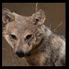 taxidermy-african-carnivores-lions-tigers-cheetas-ocelots-hyenas-195