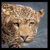 taxidermy-african-carnivores-lions-tigers-cheetas-ocelots-hyenas-199
