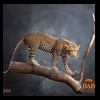 taxidermy-african-carnivores-lions-tigers-cheetas-ocelots-hyenas-200